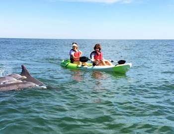 Dolphin Tour